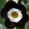 Auricula Super Para - Abriachan Nurseries